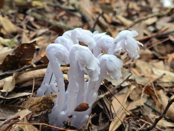 橫嶺山／沙蓮山／笛吹山O繞2787694
