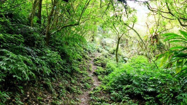 雙溪三柑Ｏ走2839877