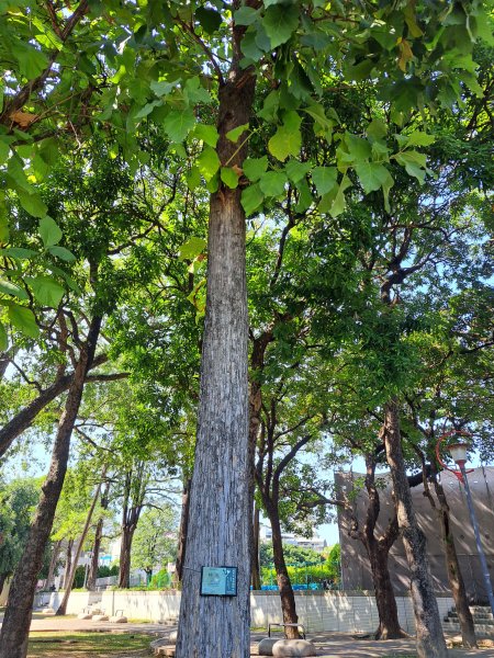 砲台山---台中公園散步去2338940