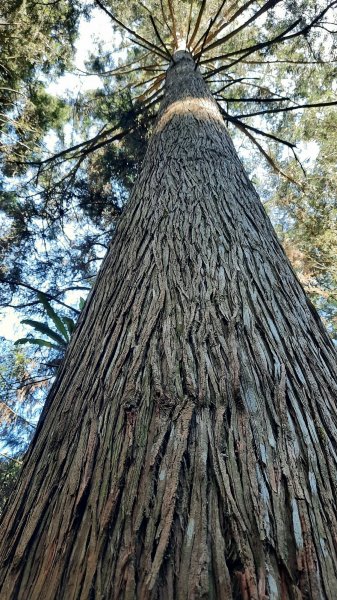 《南投》竹林台灣杉｜溪頭山竹崙山志騰山O繞202302182035919