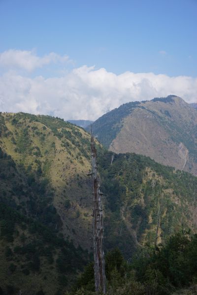 鹿林山-鹿林前山-麟趾山一日遊291699