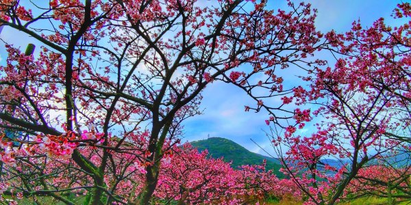 迎春賞花步道：走狗殷勤古道上平菁街賞春櫻811678