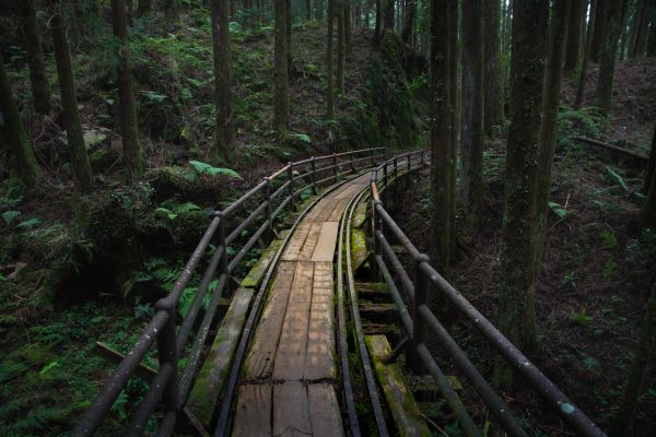 特富野古道、鹿林神木、塔塔加雲海154464