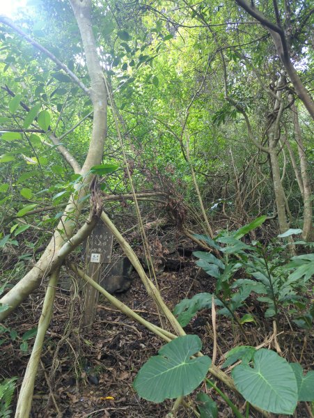 2025.12.14－微笑山線：【二格山系】和美山螢火蟲段2966242