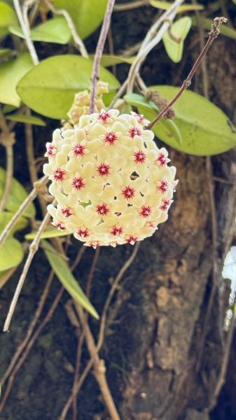 嘉義-圳北古道2763685