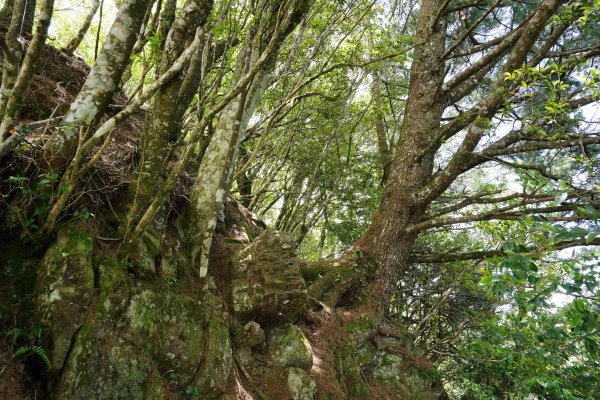 新竹 五峰 油羅山、霞山2798292