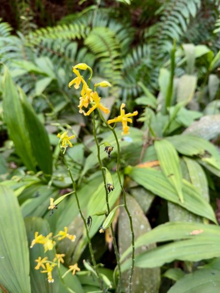 走大橫屏山九份二山(小百岳#45、47)賞梅去2695073