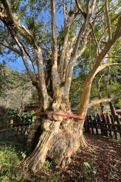 九穹神木 左訪嘉南雲峰 右到好望角看風景上石壁山(小百岳#55)2944855