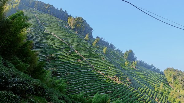 留龍頭 嶺頭山 金柑樹山 忘憂森林 我想抓住您的美2092090