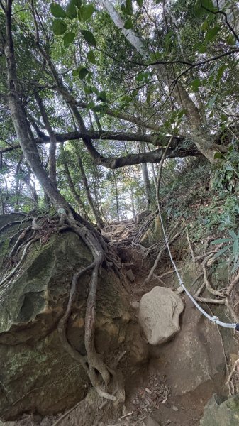 山毛櫸「最後一舞」2955242