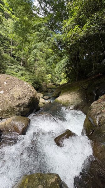 戲水（鴛鴦2786689
