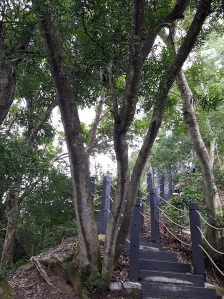 台中新田登山步道20180823396407