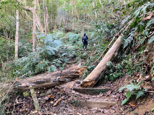 後尖山步道2683566