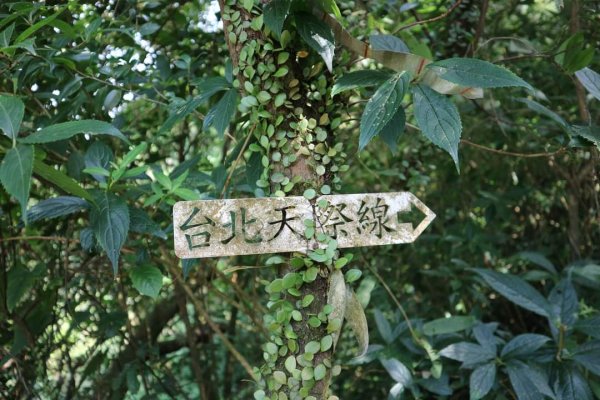 小百岳NO12  汐止大尖山 縱走海拔641公尺 四分子尾山2229061