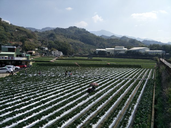 大自然草莓園1255730