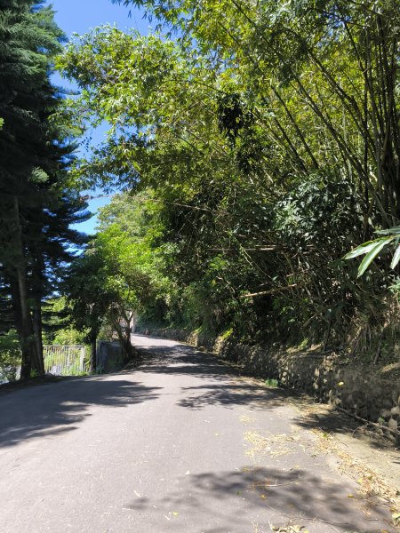 20250815微笑山線大棟山系百年大榕樹段2859909