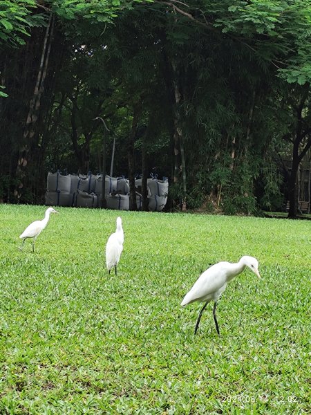 大安森林公園、瑞陽公園、大港墘公園、宏匯瑞光廣場【走路趣尋寶】【臺北健走趣】2574703