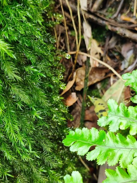 淡蘭北2+1逆走二刷2772769