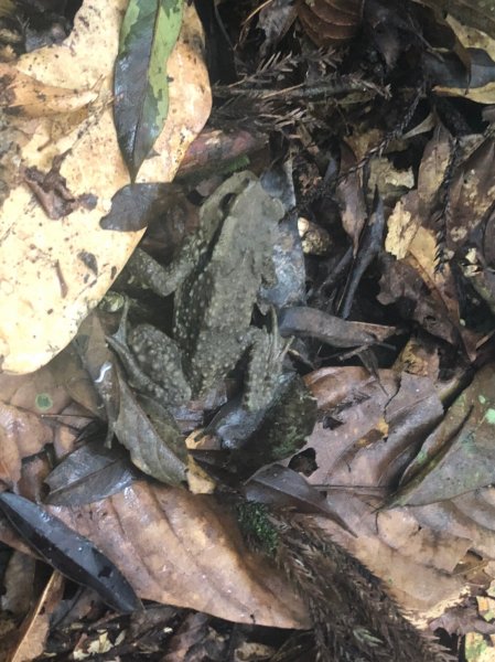 鹿屈山.水漾森林1405026