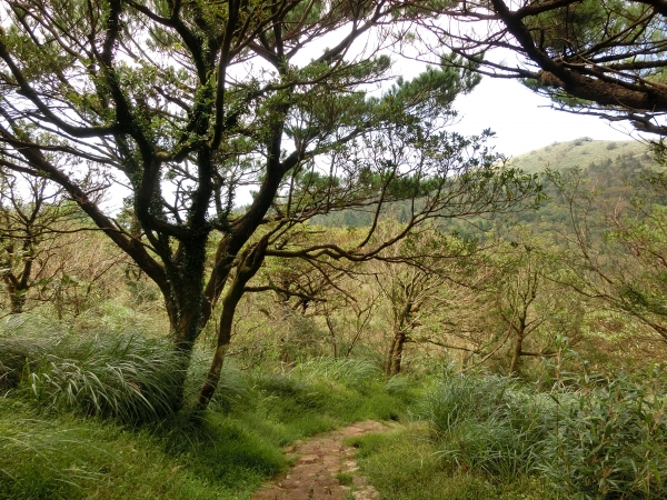 大屯坪．大屯山主峰94907