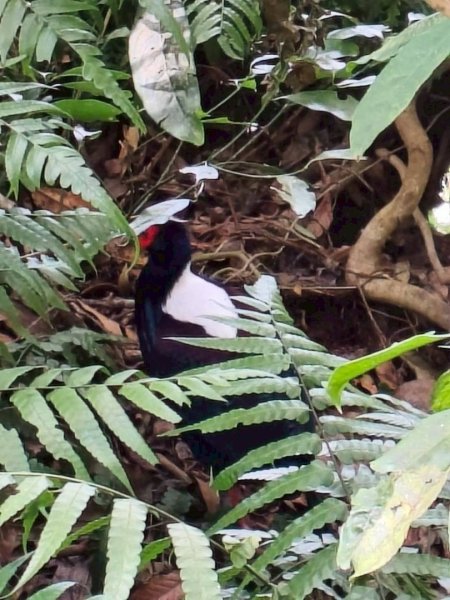 20251218溪頭鳳凰山台寅山上天文台至妖怪村買菜O繞2965592
