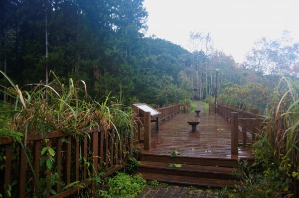 溪頭自然教育園區2016950