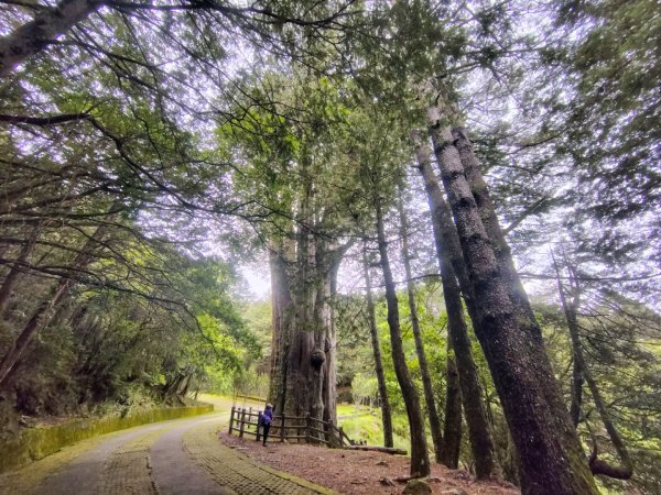 稍來小雪山國家步道、船型山、鞍馬山、鞍馬山東北峰、天池、雪山神木2799956