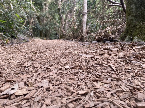 《雪山坑登山步道｜巨人之手森林秘境 Xueshankeng Hiking Trail & Giant2971081