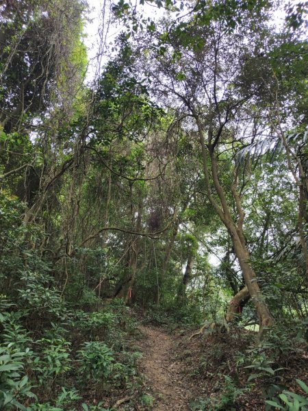 2024.04.14 倒別牛登中坑山飛鳳山O型2922821
