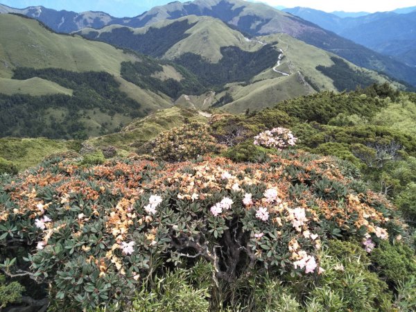 合歡山東峰登頂599979