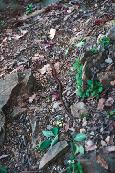 霞山鐵道野營2843080