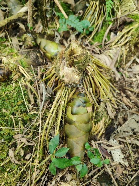 淡蘭古道第三段（我的淡蘭最終章）2838798