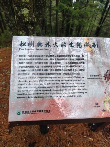 稍來小雪山國家步道、船型山、鞍馬山、鞍馬山東北峰、天池、雪山神木2799949