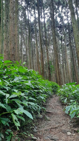 《苗栗》山中水晶蘭｜南庄向天湖山三連峰O型202203131639742