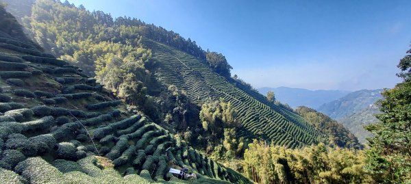 20250218 金柑樹山+忘憂森林2719539