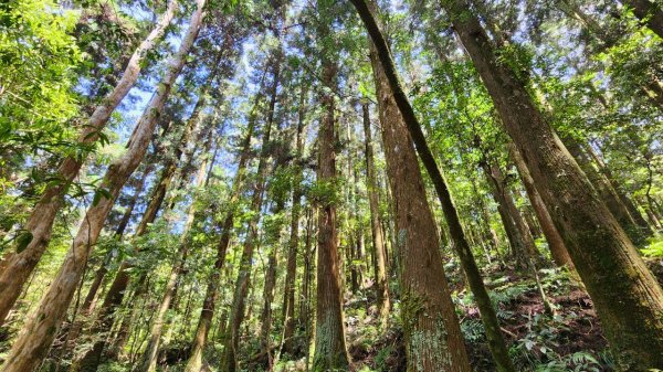 【中級山】與山毛櫸的邂逅，逐鹿山2742673