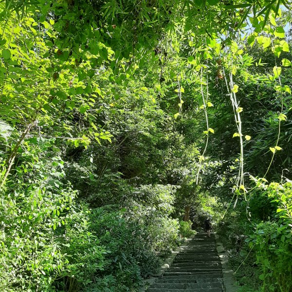 觀音山尋寶之硬漢嶺 牛港稜山 林梢1037525