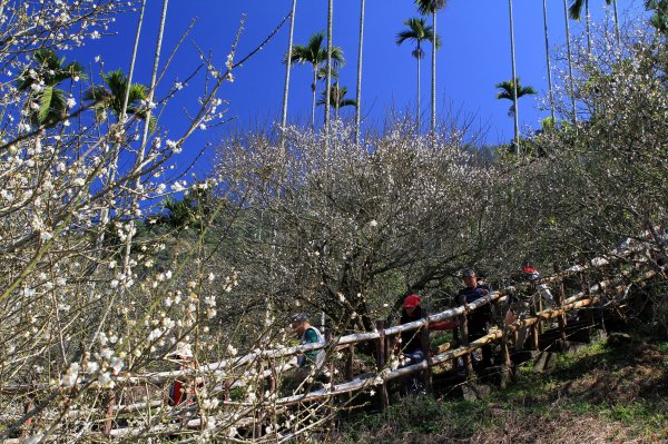 【臺南~楠西】梅嶺賞梅一~觀音步道1246926