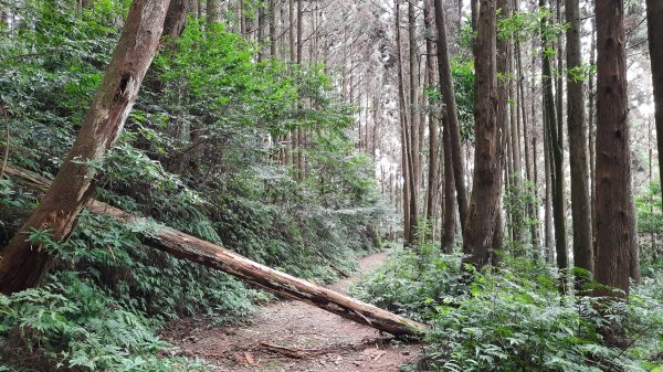 《台中》避暑兼消暑｜香杉林長壽山O繞林道20220719封面