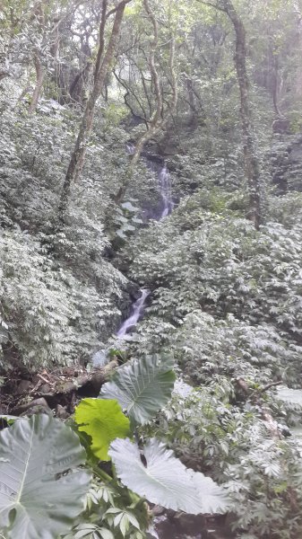 菜公坑古道, 大屯溪古道, 小觀音山693295