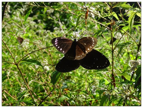台中/大坑4號步道634913