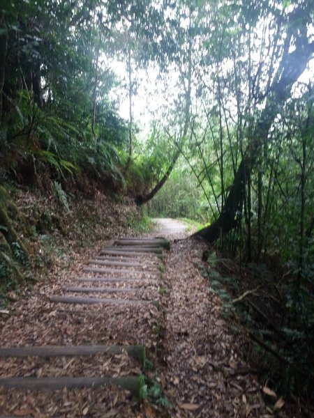 大凍山/霹靂山/雲之道/櫻之道696949