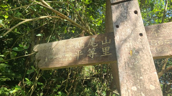 2025-0130溪和宮-大崎頭步道-鵝尾山-平溪步道-鵝尾山水田-42巷-溪山百年古圳-平菁步道2701838