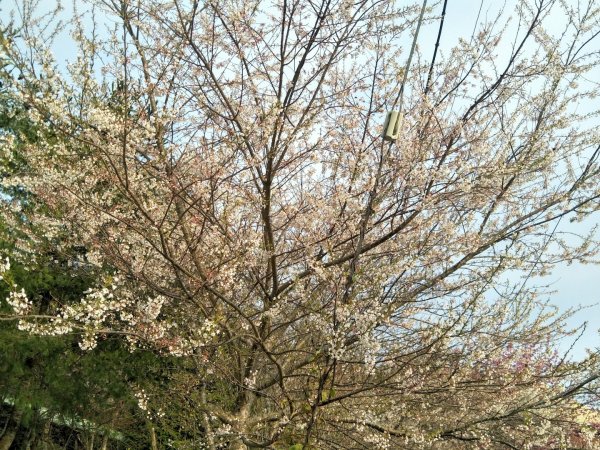 司馬庫斯賞櫻花+巨木群登山步道845088