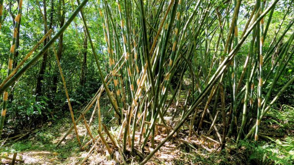 梅竹蹊山,麻竹坑山,苕谷瀑布,蝙蝠山2883303