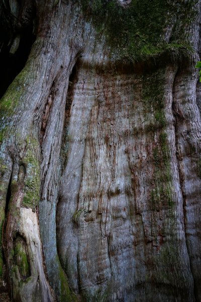 【輕忽】【大安溪神木】2695048