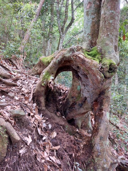 我音山+國姓糯米橋202205211819844