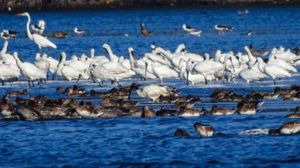 【動物】候鳥天堂鰲鼓濕地水位變化 鷺科鸕鶿食魚性鳥類成優勢