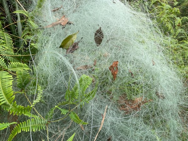 瑪陵坑群峰（七堵車站O型）2760800