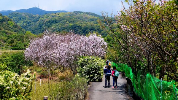 十八份拐圳,陽峰古道,花鐘3017700